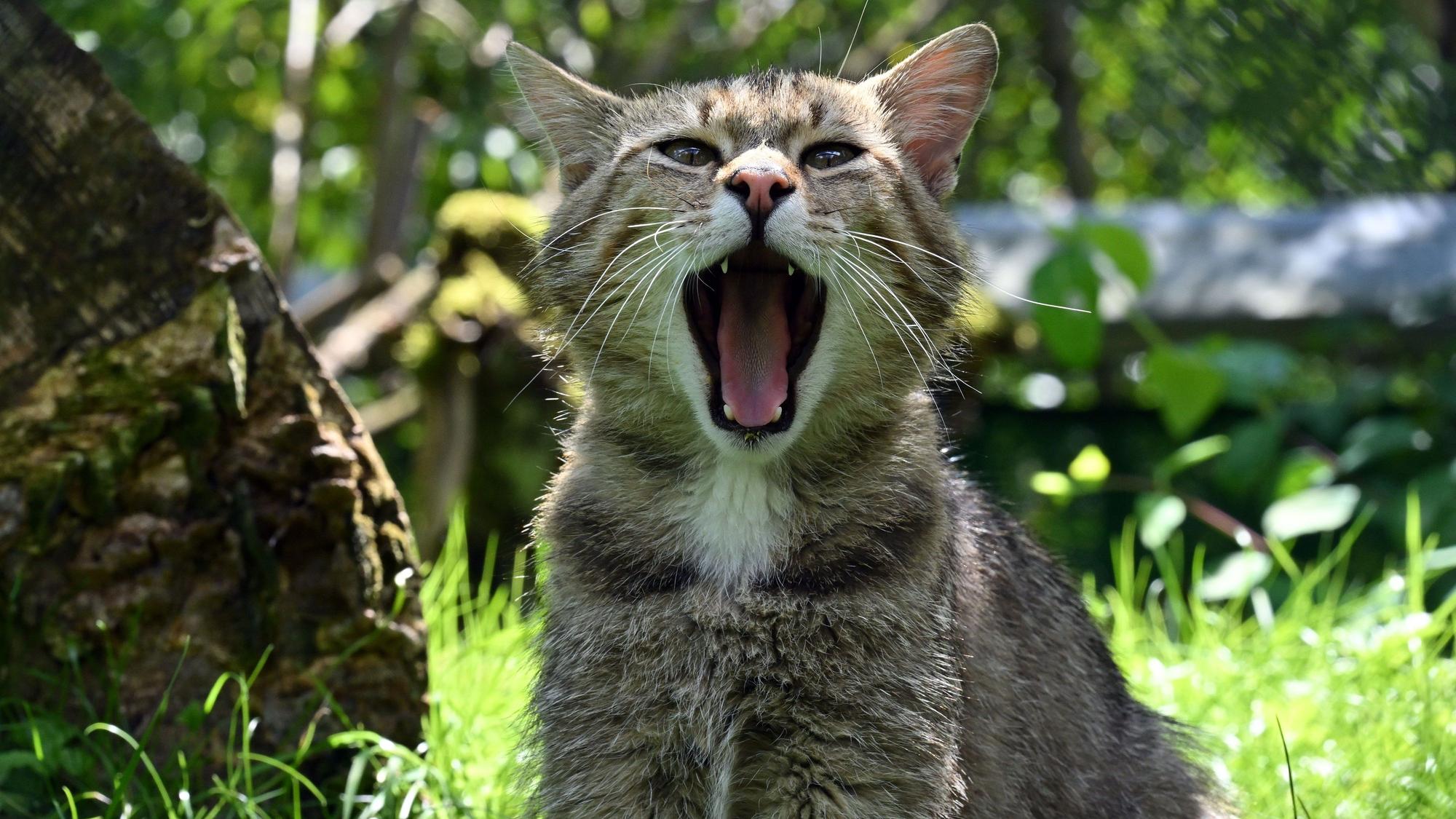 Auch Wildkatzen waren in NRW vom Aussterben bedroht.