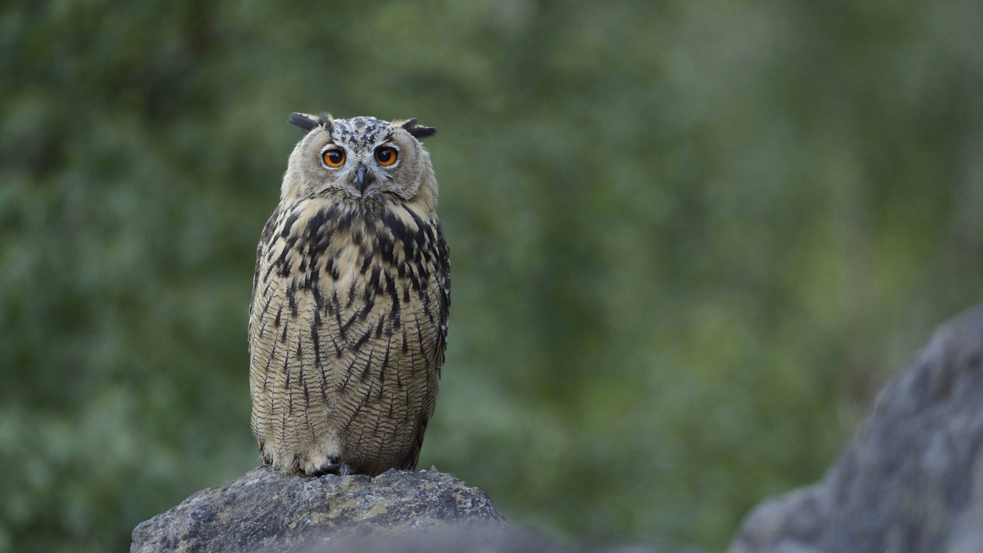 Der Uhu war in NRW ausgestorben und konnte mit Hilfe von Artenschutzprojekten wieder angesiedelt werden.