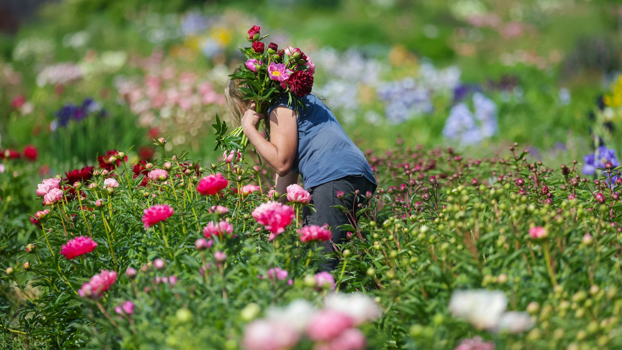 Eine Gärtnerin schneidet einen Strauß mit Pfingstrosen. (Symbolbild)