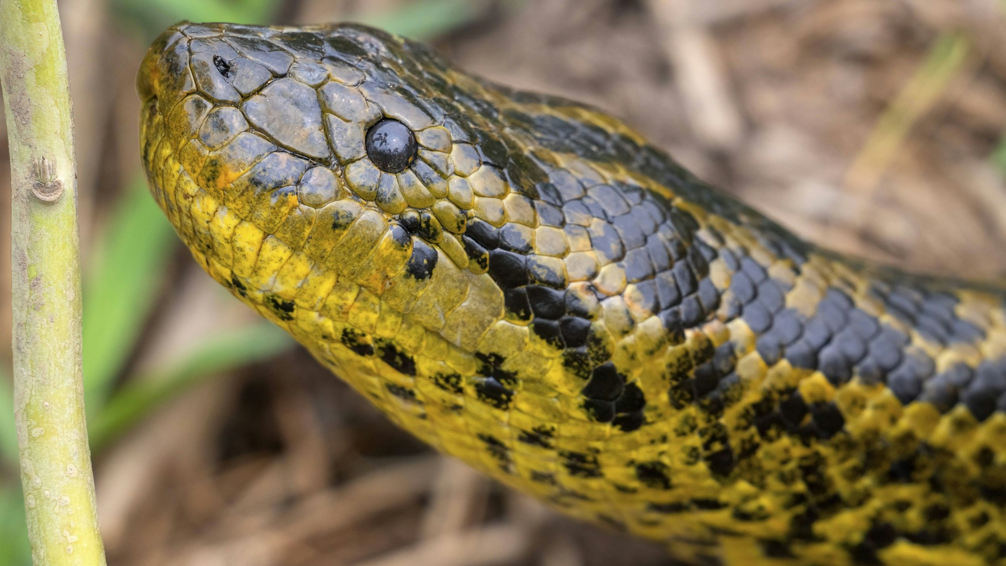 Eine Anakonda ist in Schleswig-Holstein ausgebüxt.
