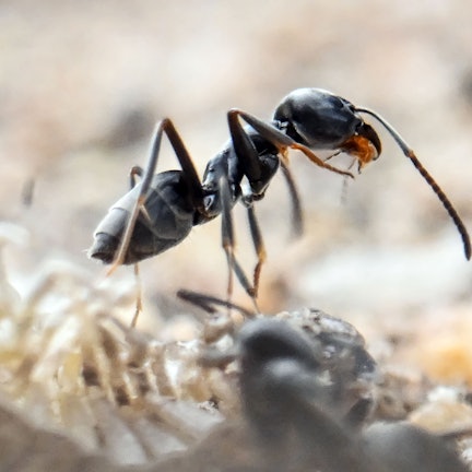 Am Bordstein einer Strasse krabbeln Ameisen. Die badische Gemeinde Schutterwald bei Offenburg wird derzeit von einer Ameisenplage heim gesucht. Große Mengen der als invasiv geltenden Ameisenart Tapinoma magnum ziehen durch das gesamte Örtchen.