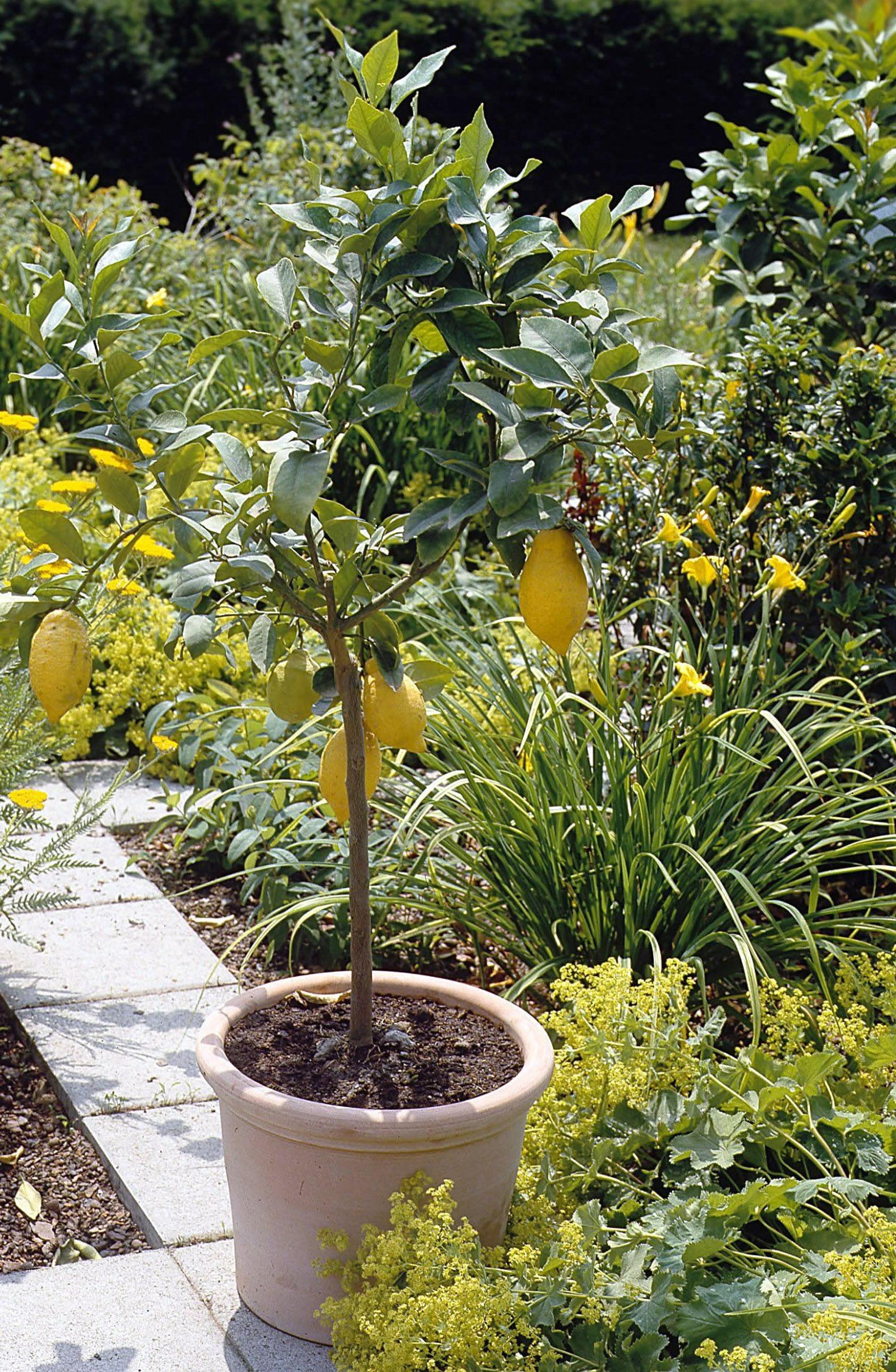 Ein junger Zitronenbaum mit Früchten ist zu sehen.
