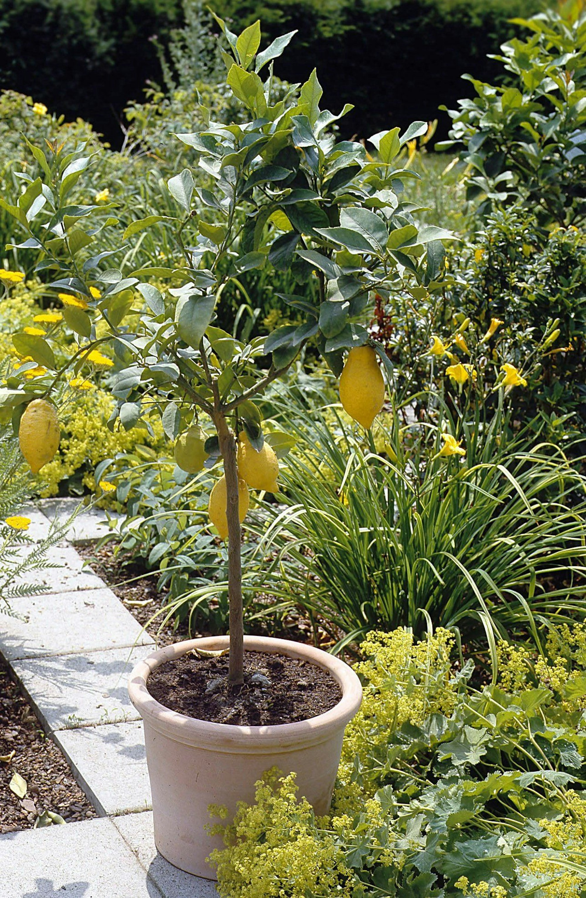 Ein junger Zitronenbaum mit Früchten ist zu sehen.