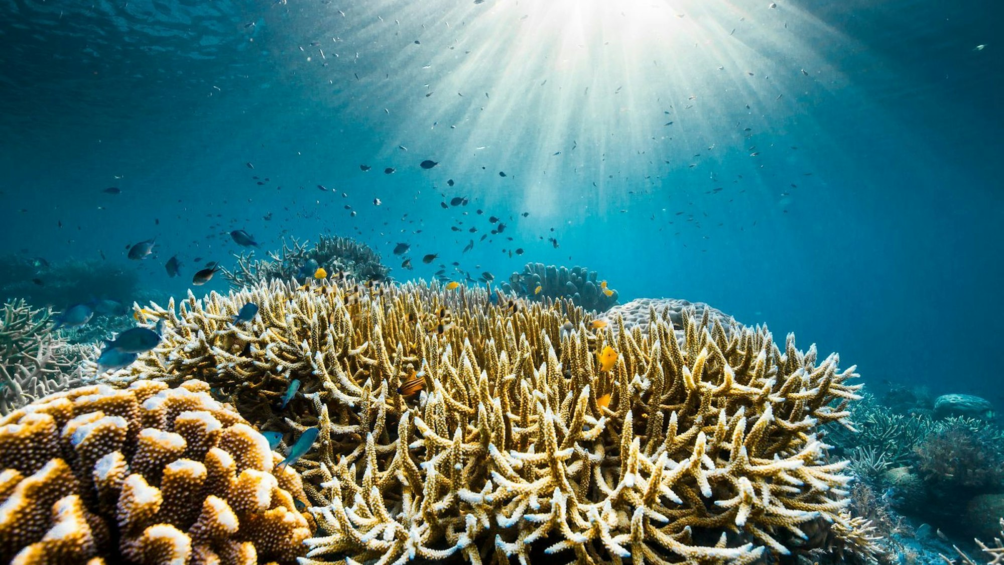 Am 8. Juni, 20.15 Uhr, zeigt National Geographic erstmals im deutschen TV „Ozeane mit David Attenborough“. In schillernden Bildern zeigt die Dokumentation die bunte Artenvielfalt in den Weltmeeren aber auch deren Zerstörung durch den Menschen. (Bild: National Geographic)