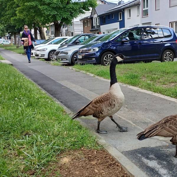 Zwei Kanadagänse überqueren selbstbewusst die Straße An der Schlade auf dem Siegburger Brückberg.