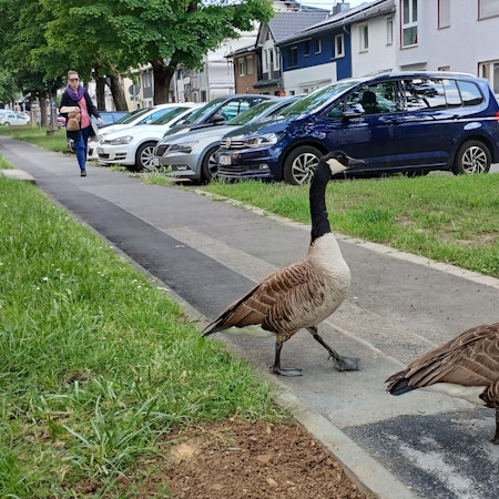 Zwei Kanadagänse überqueren selbstbewusst die Straße An der Schlade auf dem Siegburger Brückberg.