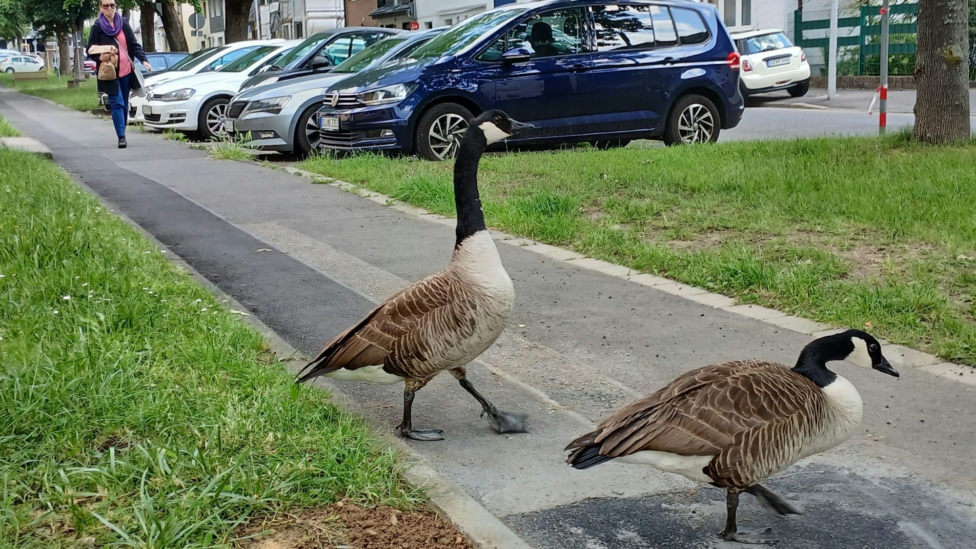 Zwei Kanadagänse überqueren selbstbewusst die Straße An der Schlade auf dem Siegburger Brückberg.