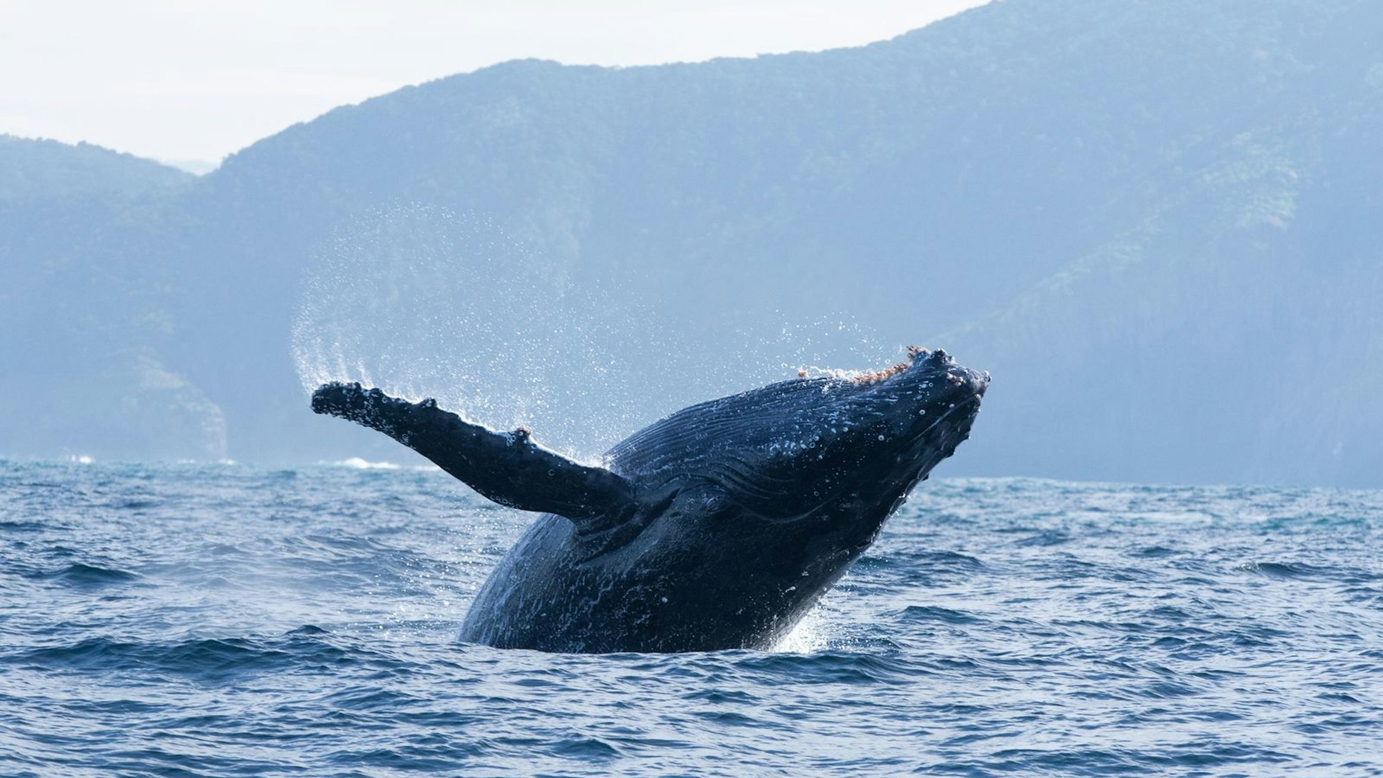Die neue National Geographic-Dokumentation „Ozeane mit David Attenborough“ hat neben warnenden Botschaften über die Überfischung der Meere auch hoffnungsvolle anzubieten. So erobern sich zum Beispiel Wale ihre Lebensräume zurück. Zu sehen gibt es das am 8. Juni, 20.15 Uhr, bei National Geographic und ebenfalls ab 8. Juni im Stream bei Disney+. (Bild: National Geographic)