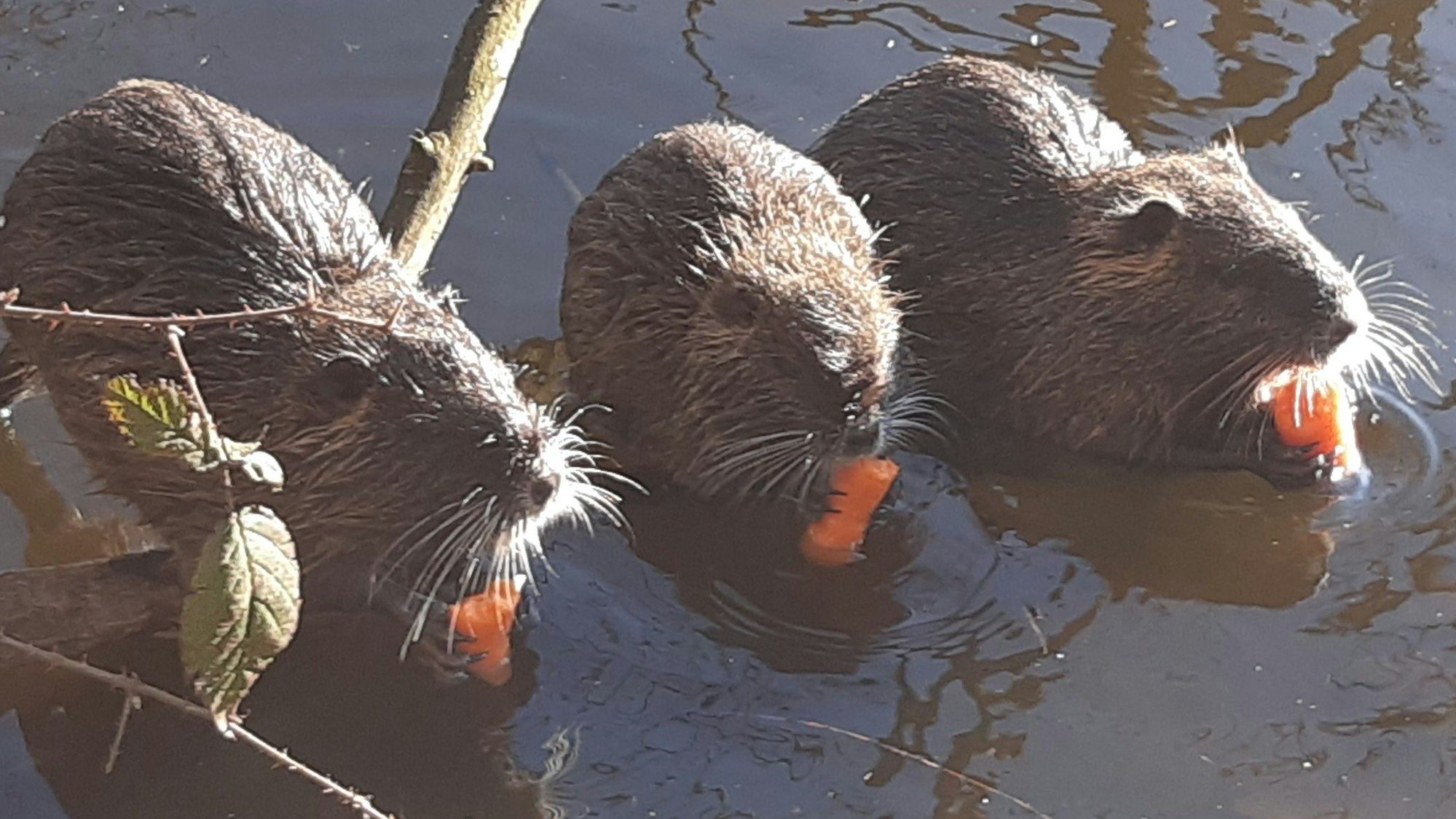 Nutrias am Siegburger Trerichsweiher