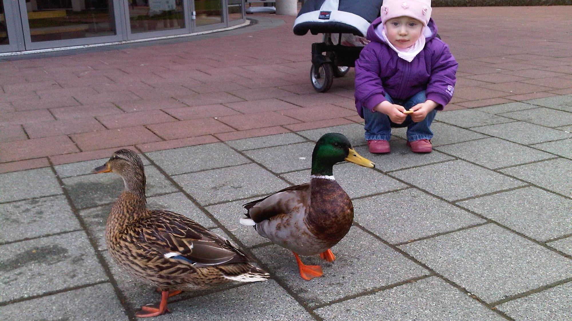 Von Kleinkindern gern gesehene Gäste in der Siegburger Innenstadt: Stockenten