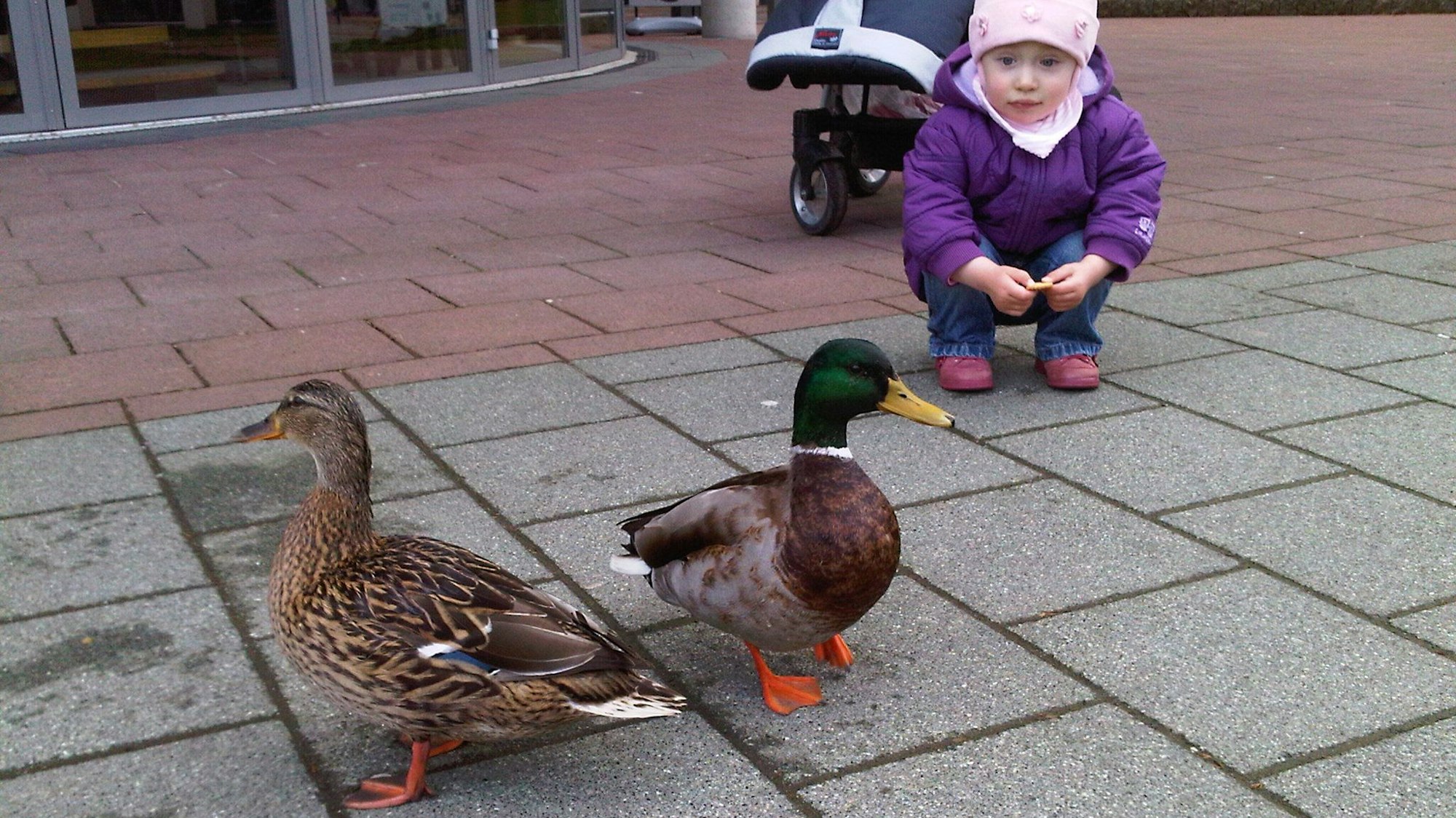 Von Kleinkindern gern gesehene Gäste in der Siegburger Innenstadt: Stockenten