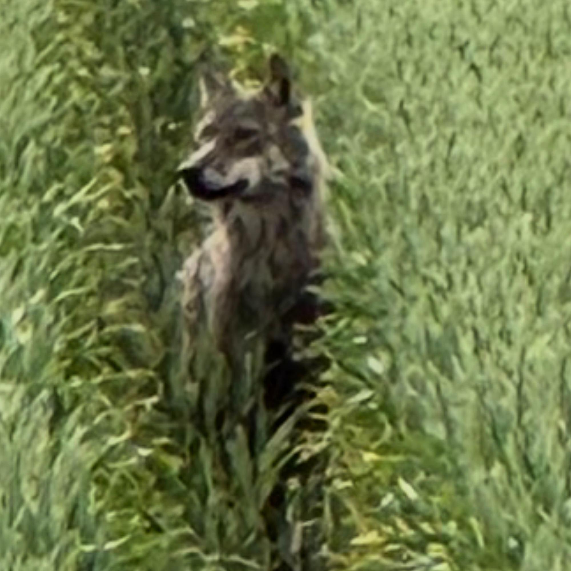 Der mutmaßliche Wolf steht in der Fahrspur eines Feldes.