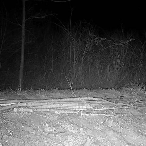 Der Nabu-Ortsgruppe Kerpen gelang auf einer seit langem betreuten Fläche am Tagebaurand südlich von Elsdorf eine Wildkamera-Aufnahme einer Wildkatze.
