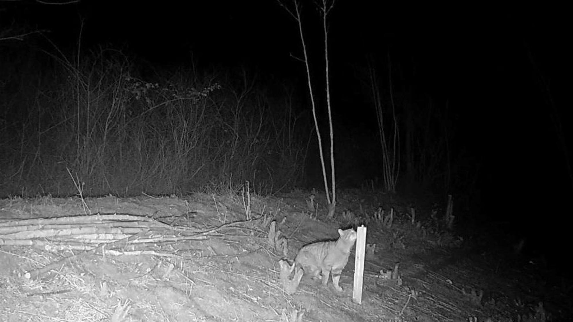 Der Nabu-Ortsgruppe Kerpen gelang auf einer seit langem betreuten Fläche am Tagebaurand südlich von Elsdorf eine Wildkamera-Aufnahme einer Wildkatze.