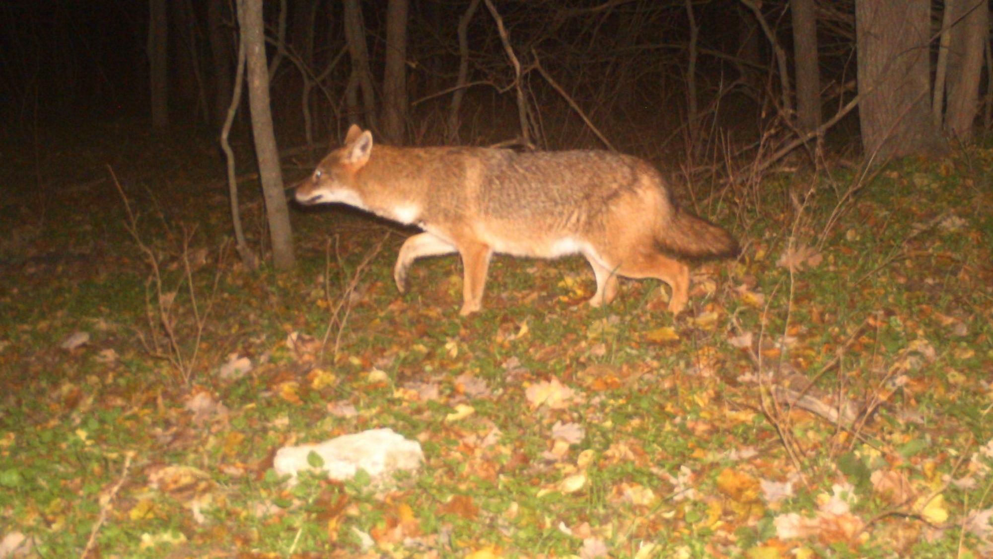 Ein Goldschakal läuft in der Nacht durch einen Wald.