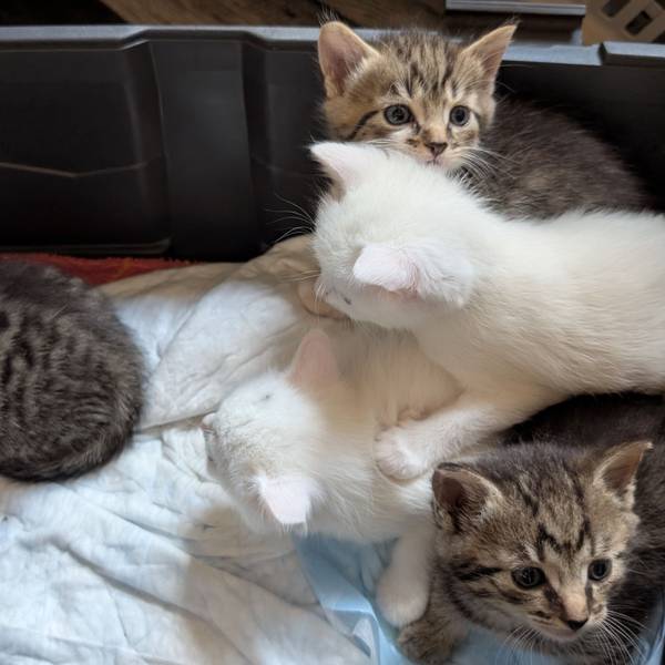Auf dem Bild sind fünf Katzenbabys zu sehen, die auf Decken (und auf anderen Katzenbabys) liegen.