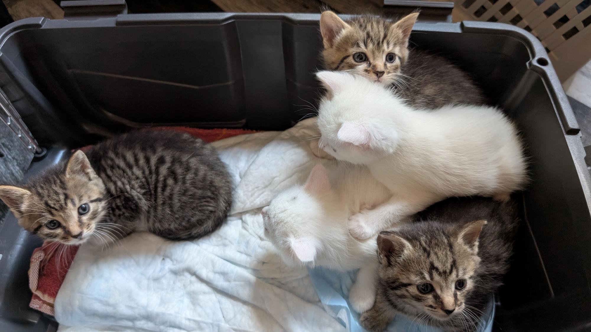 Auf dem Bild sind fünf Katzenbabys zu sehen, die auf Decken (und auf anderen Katzenbabys) liegen.