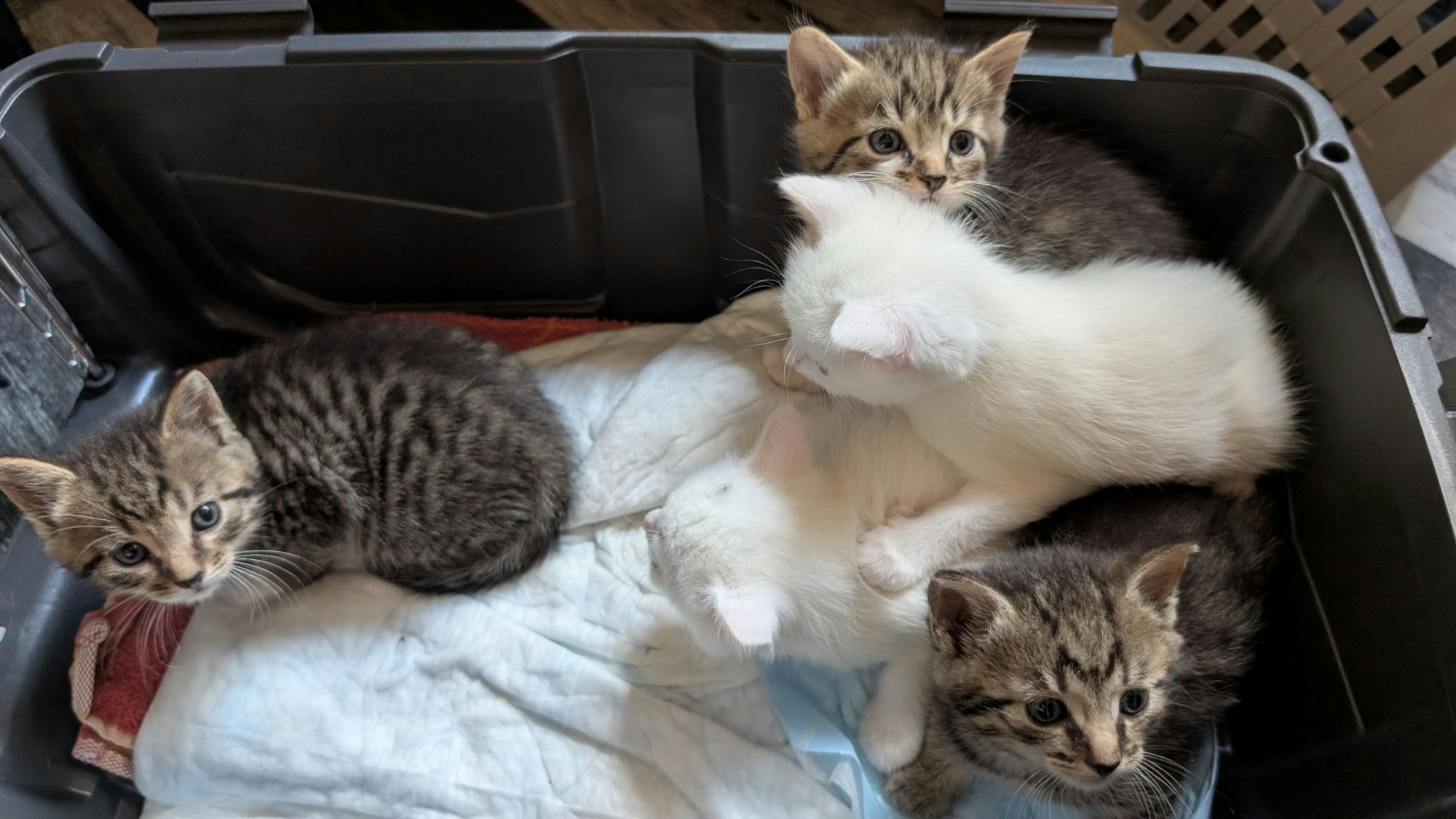 Auf dem Bild sind fünf Katzenbabys zu sehen, die auf Decken (und auf anderen Katzenbabys) liegen.