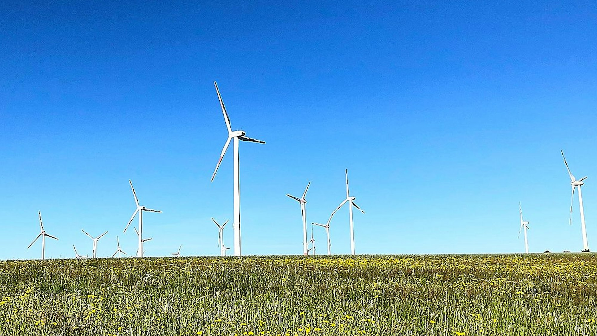 In einem Bereich der Eifel-Landschaft drehen sich zahlreiche Windräder unter dem strahlend blauen Himmel.