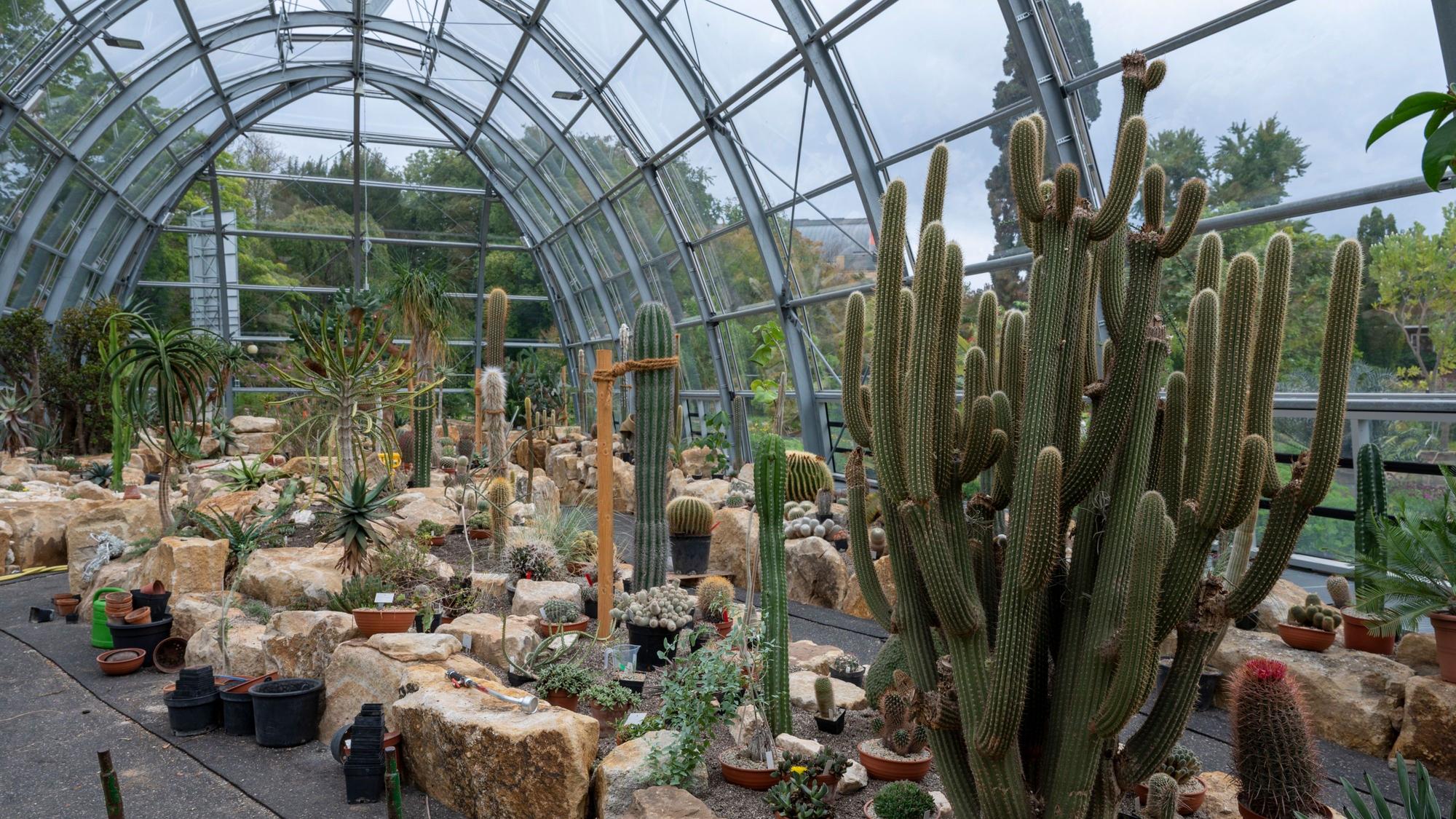 13.09.2023, Köln: Das neue Schaugewächshaus im Botanischen Garten ist noch nicht ganz fertig. Foto: Uwe Weiser