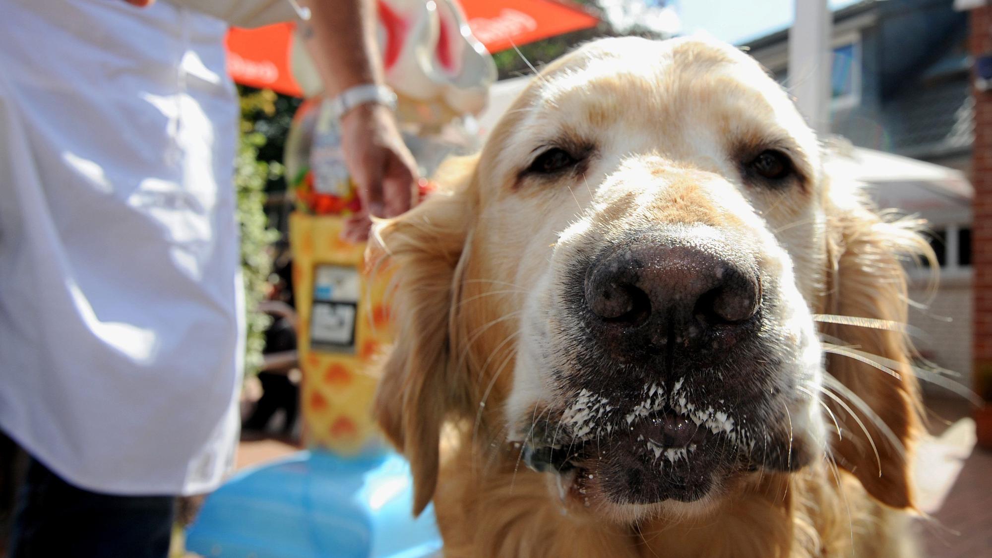 Hund mit Eis am Maul.