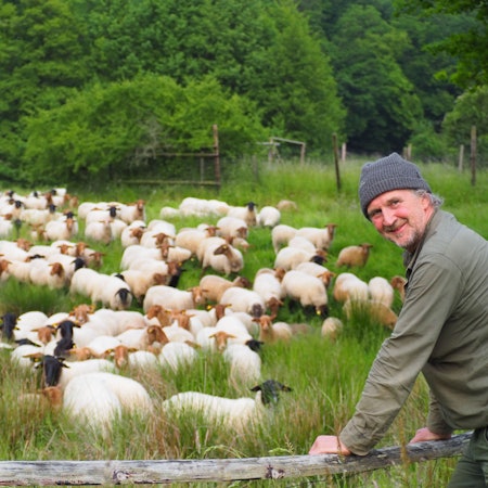 Eine Herde Schafe steht auf einer Wiese. Am Zaun steht Schäfer Georg Bungart.