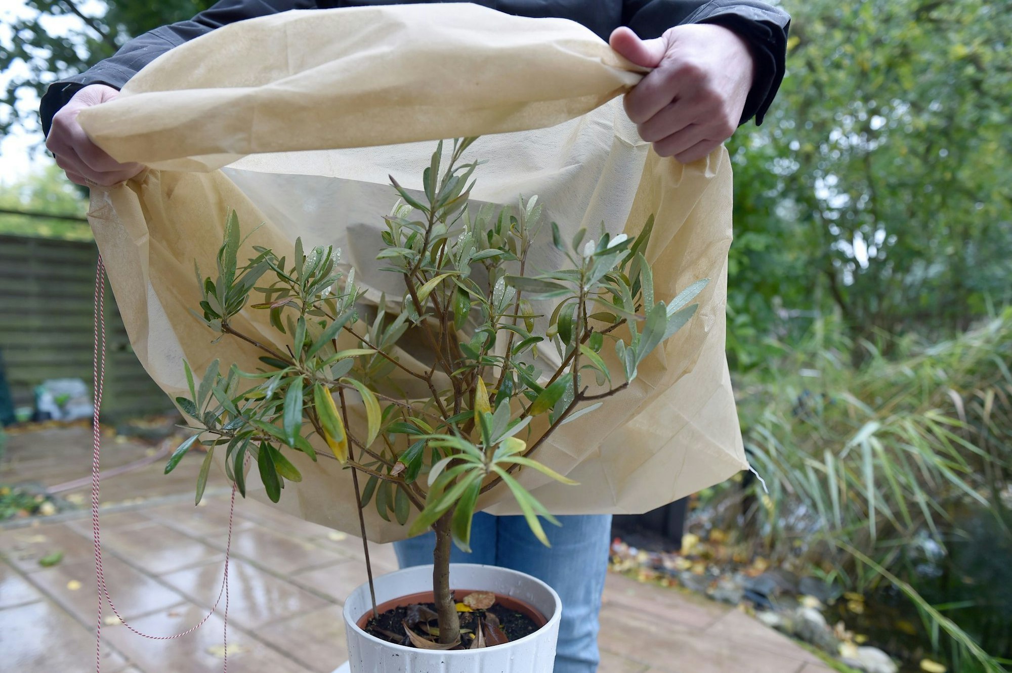 Vor Frost geschützt: Im Winter kann man den Olivenbaum mit Vlies einwickeln.