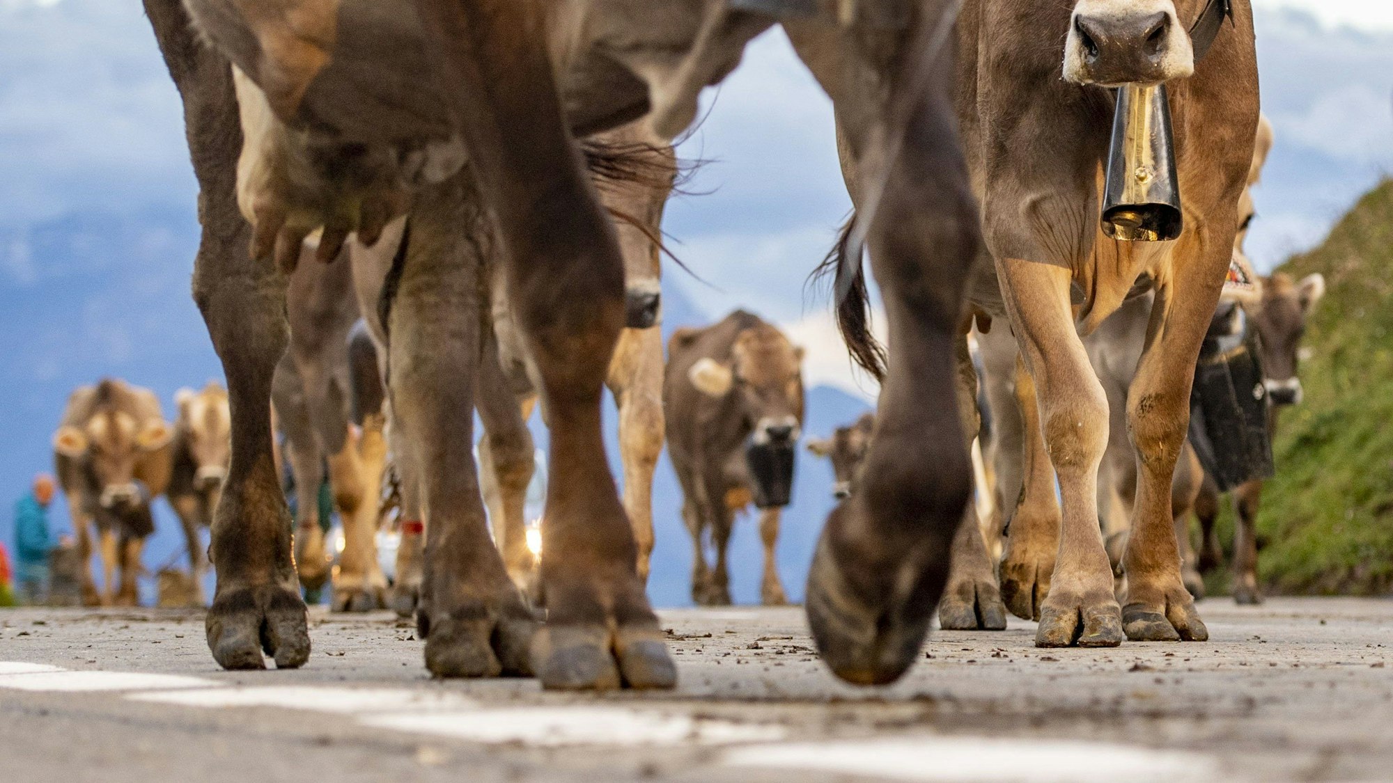 ARCHIV - 18.08.2020, Schweiz, Klausenpass: Rund 50 Älplerfamilien ziehen bei der Bodäfahrt  mit über 1000 Kühe von den höheren Weiden von 1600m bis 2000m vom Klausenpass für die nächsten vier Wochen auf die niederigen Alpen bei Urnerboden auf 1370m. (zu dpa: «Kuhherde trampelt in der Schweiz 91-jährige Frau zu Tode») Foto: Urs Flueeler/KEYSTONE/dpa +++ dpa-Bildfunk +++