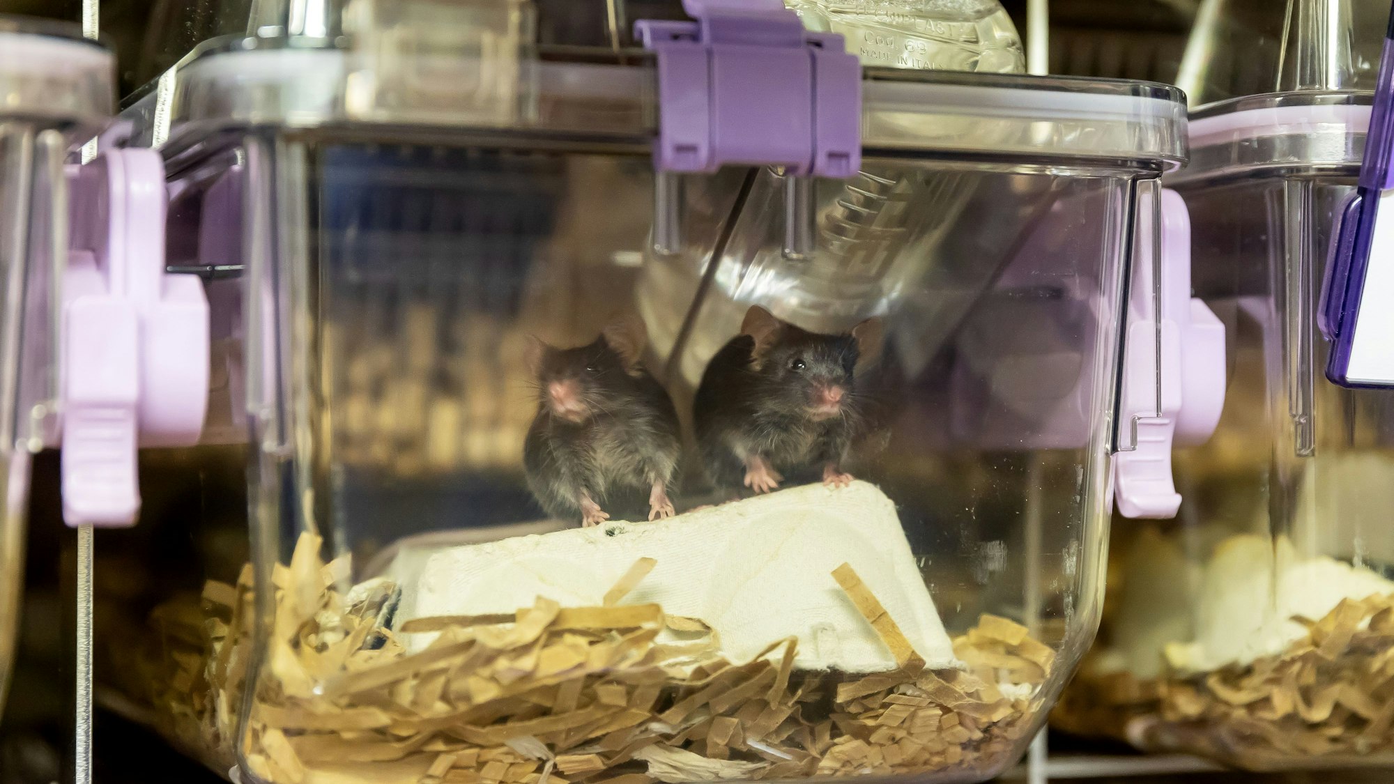 Mäuse in der Box in der Tierhaltung des Cecad