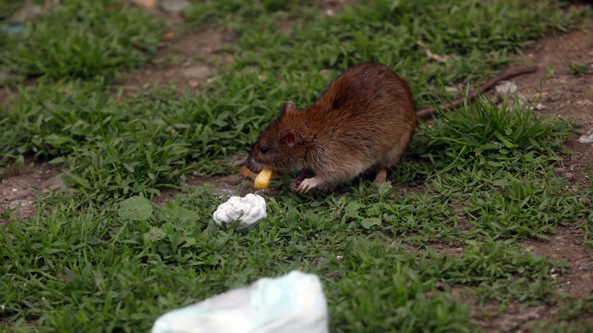Am Kölnberg in Meschenich frisst eine Ratte eine weggeworfene Pommes