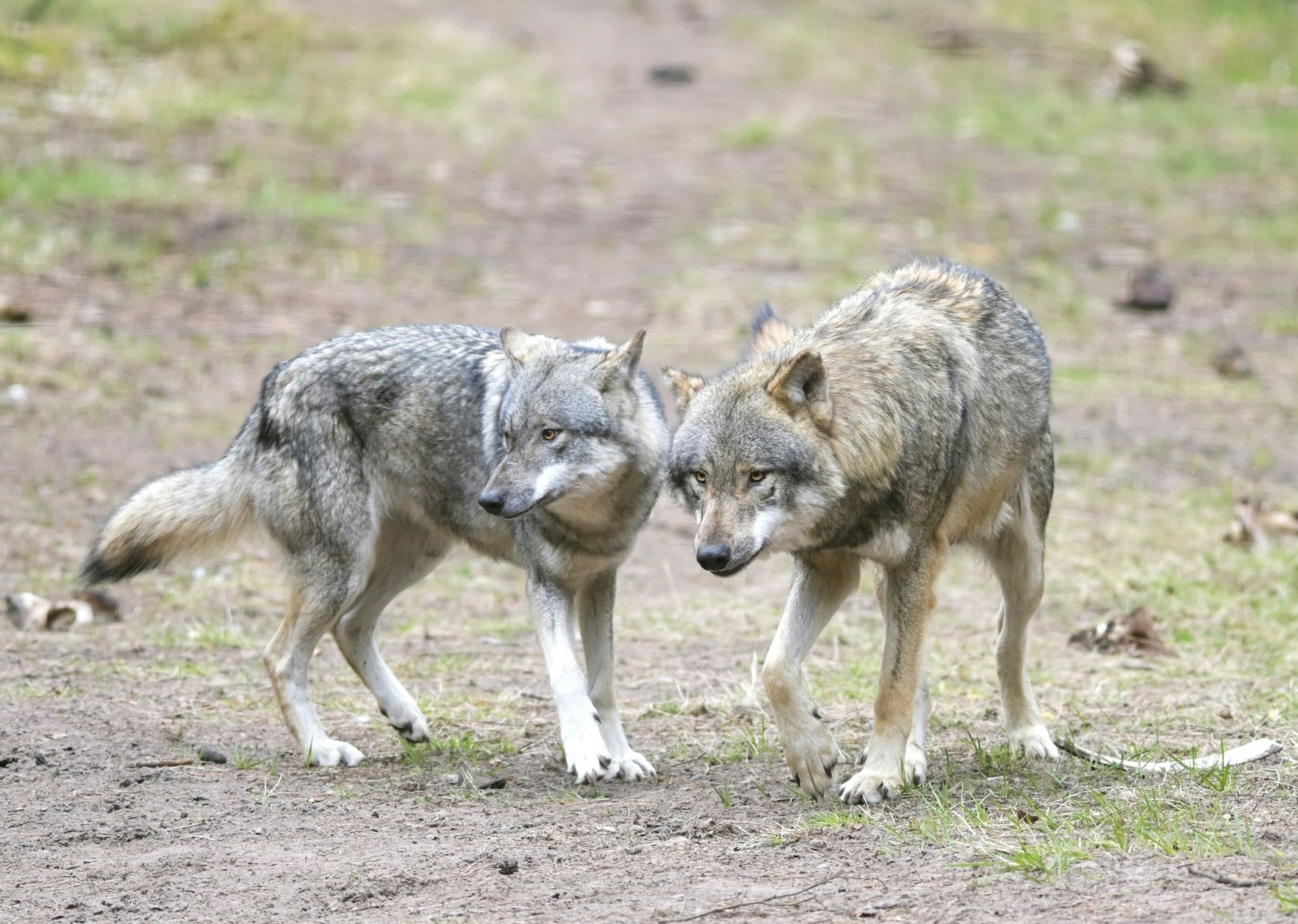 Die EU-Länder haben die Änderung des Schutzstatus des Wolfes angenommen. (Archivbild)