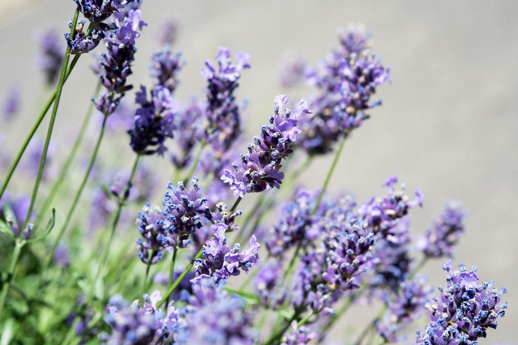 Duftend und lilablau: Lavendel ist die perfekte Begleitpflanze für den Olivenbaum.
