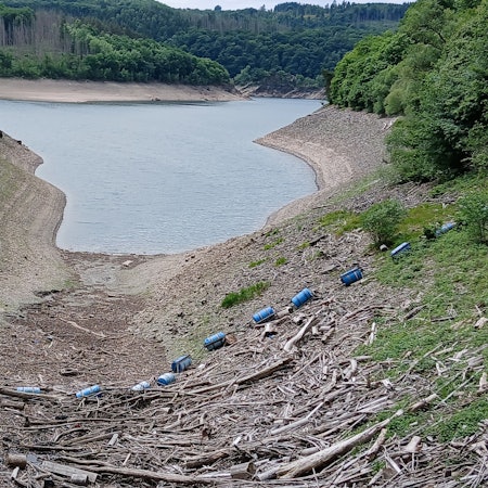 Treibgut liegt im Vordergrund des Bildes. Im Hintergrund befinden sich ein See und Bäume.