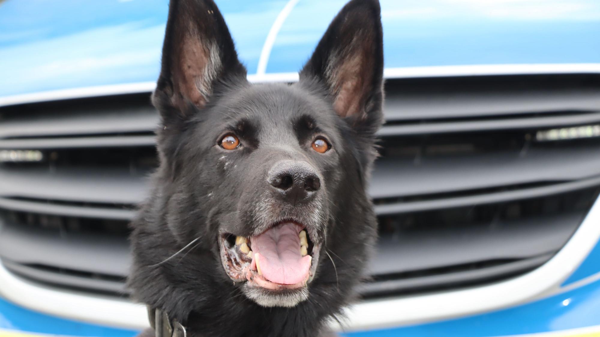 Auf dem Bild ist ein Schäferhund vor einem Polizeiauto zu sehen.