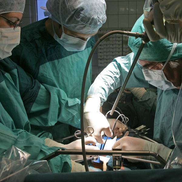 In der Klinik für Urologie am Universitätsklinikum wird bei einer Operation einem Spender eine Niere entnommen, die für eine Transplantation vorgesehen ist.
