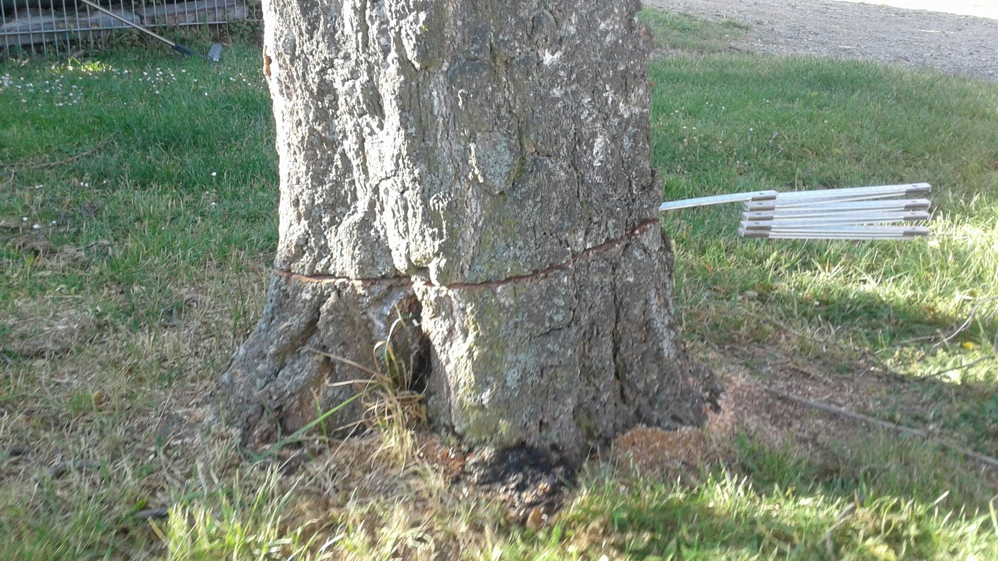 Ein Zollstock steckt in einem angesägten Baumstamm.