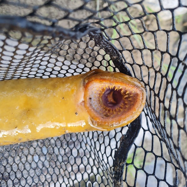 Ein Meerneunauge mit geöffnetem Mund.