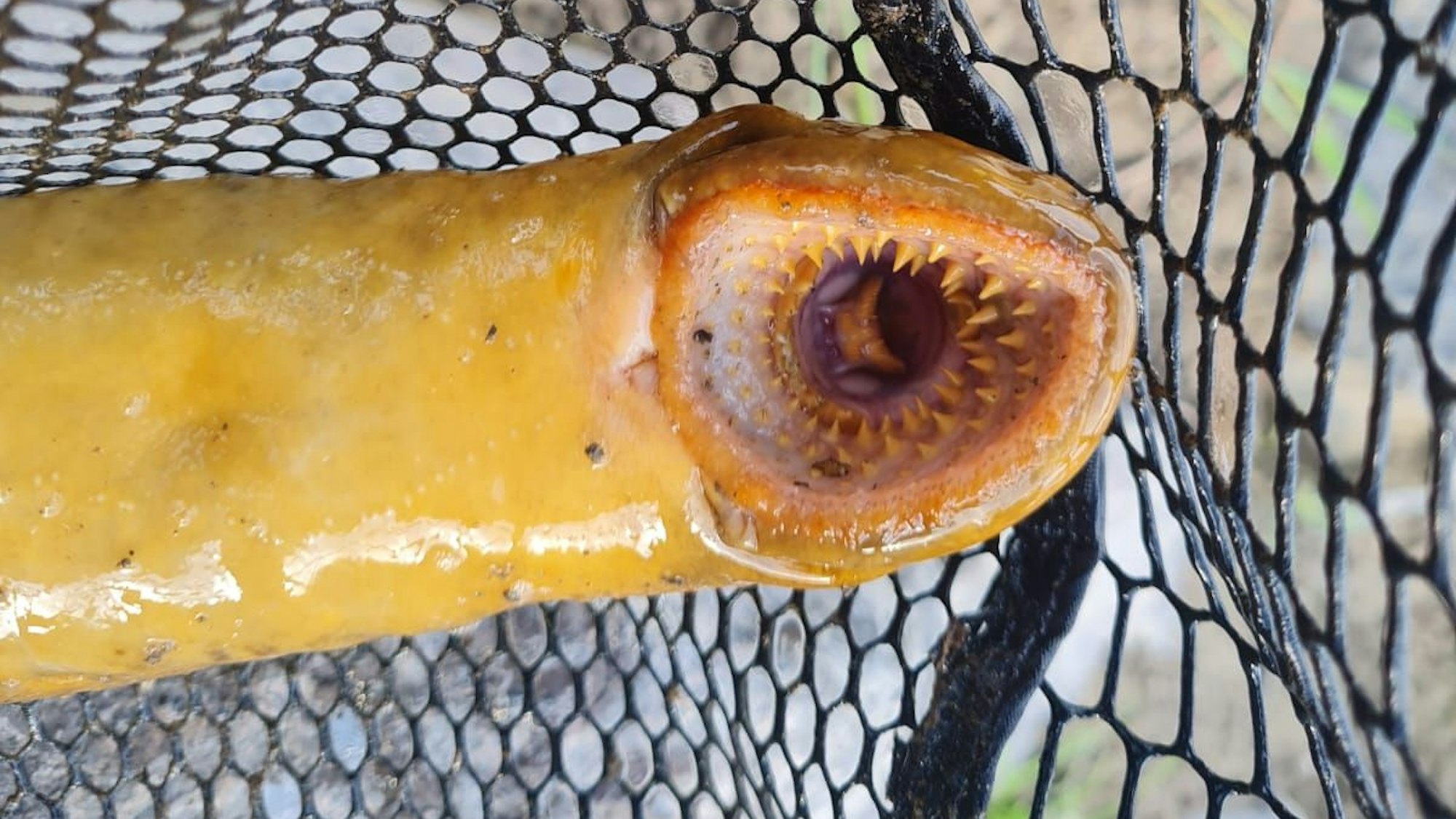 Ein Meerneunauge mit geöffnetem Mund.
