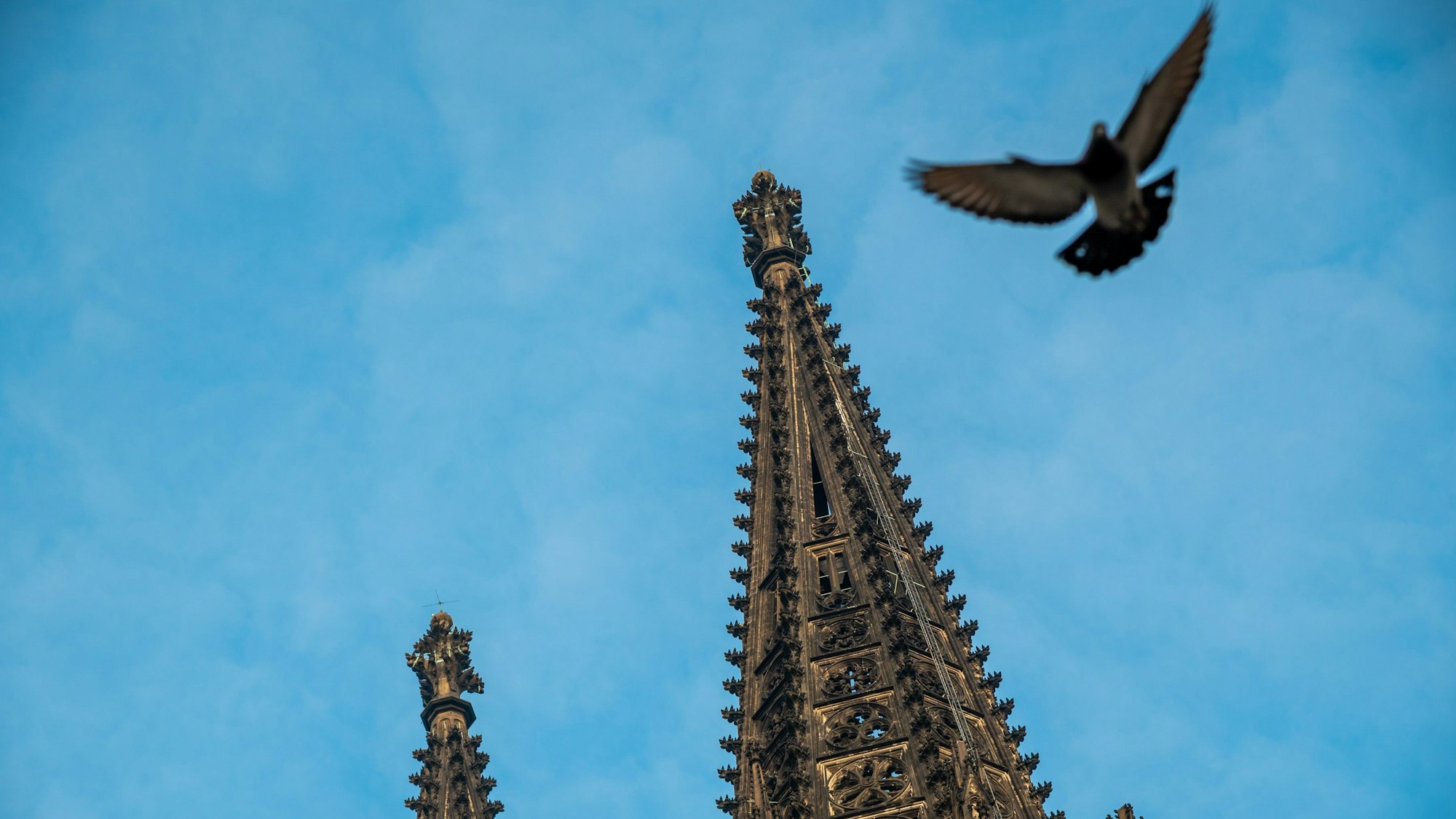 02.01.2021, Köln: blauer Himmel Domspitzen Taube im Flug. Wetterfeature Wetter Winter Foto: Uwe Weiser
