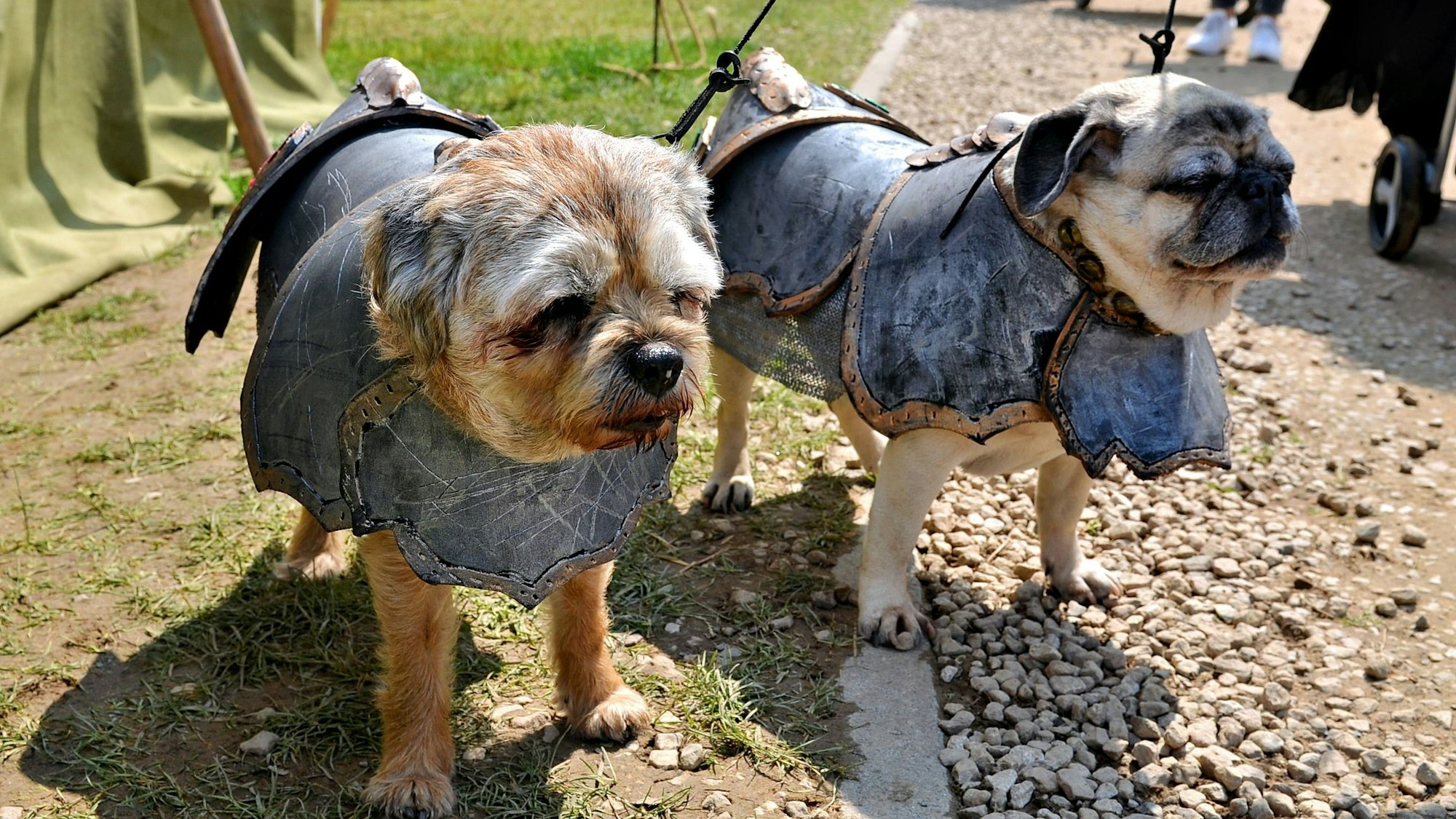Zwei Möpse tragen Hundemäntel, die wie Ritterrüstungen aussehen.