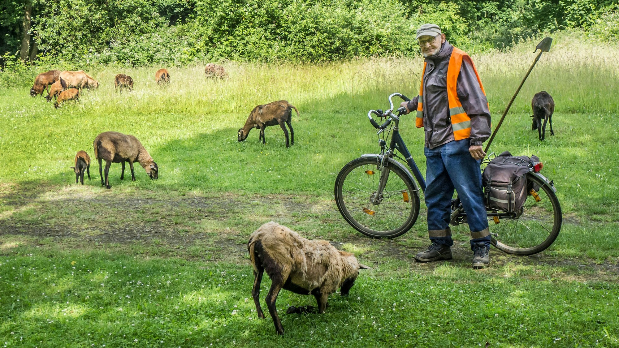 Der Schäfer Dieter Donath (82) zieht jeden Morgen mit seinen Kamerunschafen durch Alkenrather Grünflächen. Foto: Ralf Krieger