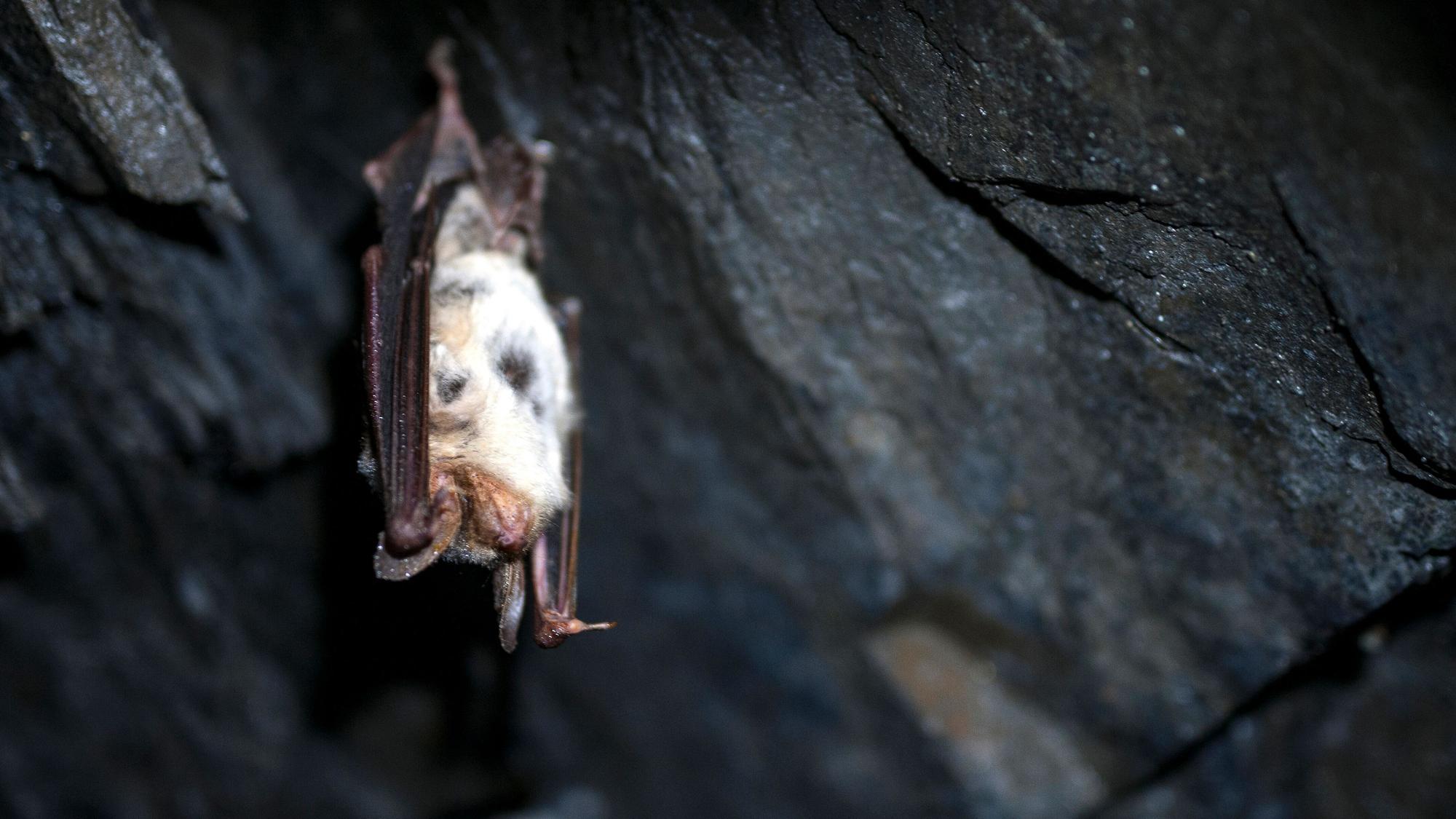 Eine Fledermaus klammert sich kopfüber an einen Felsen.