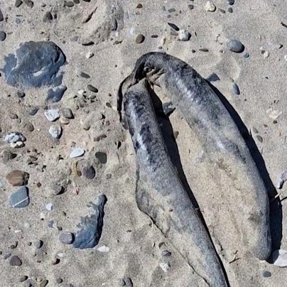 Ein toter Aal am Rheinufer. Der Körper ist auffällig geknickt.