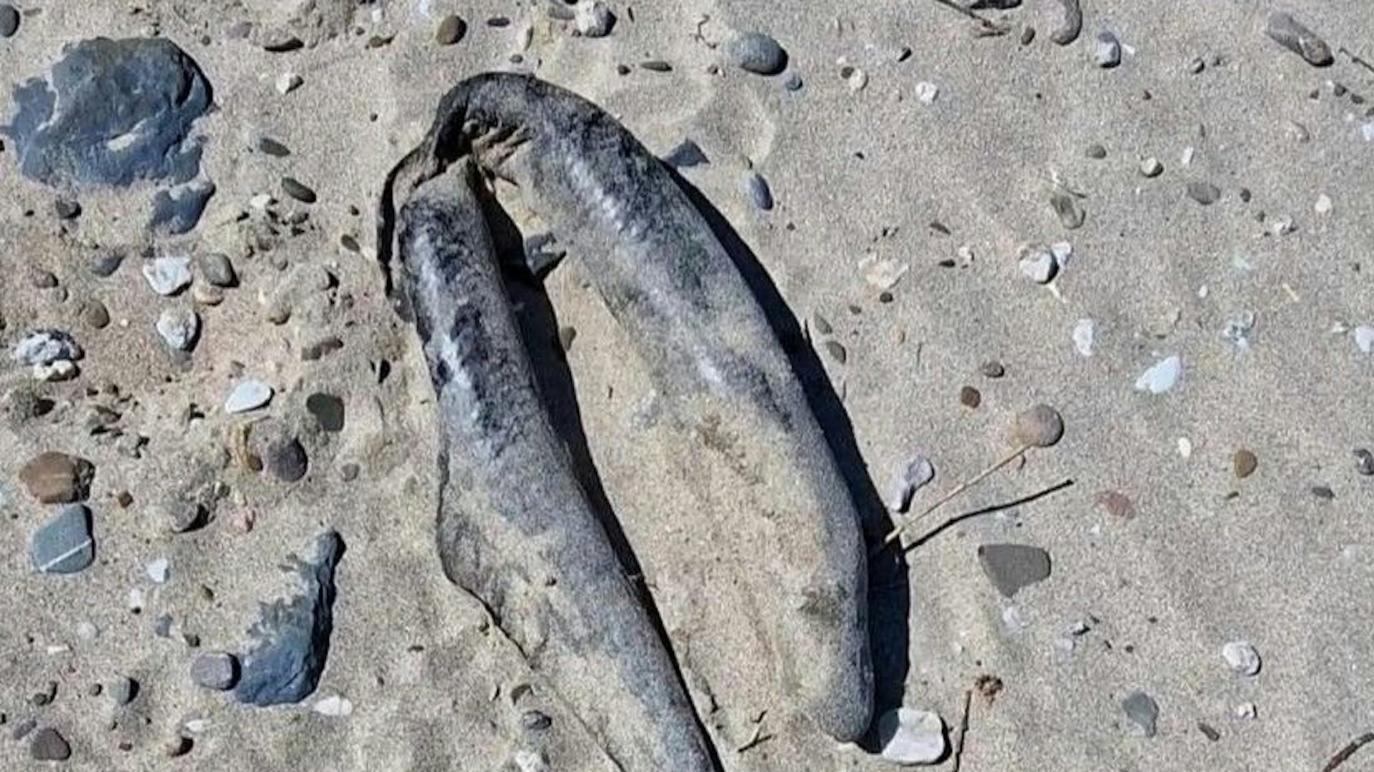 Ein toter Aal am Rheinufer. Der Körper ist auffällig geknickt.