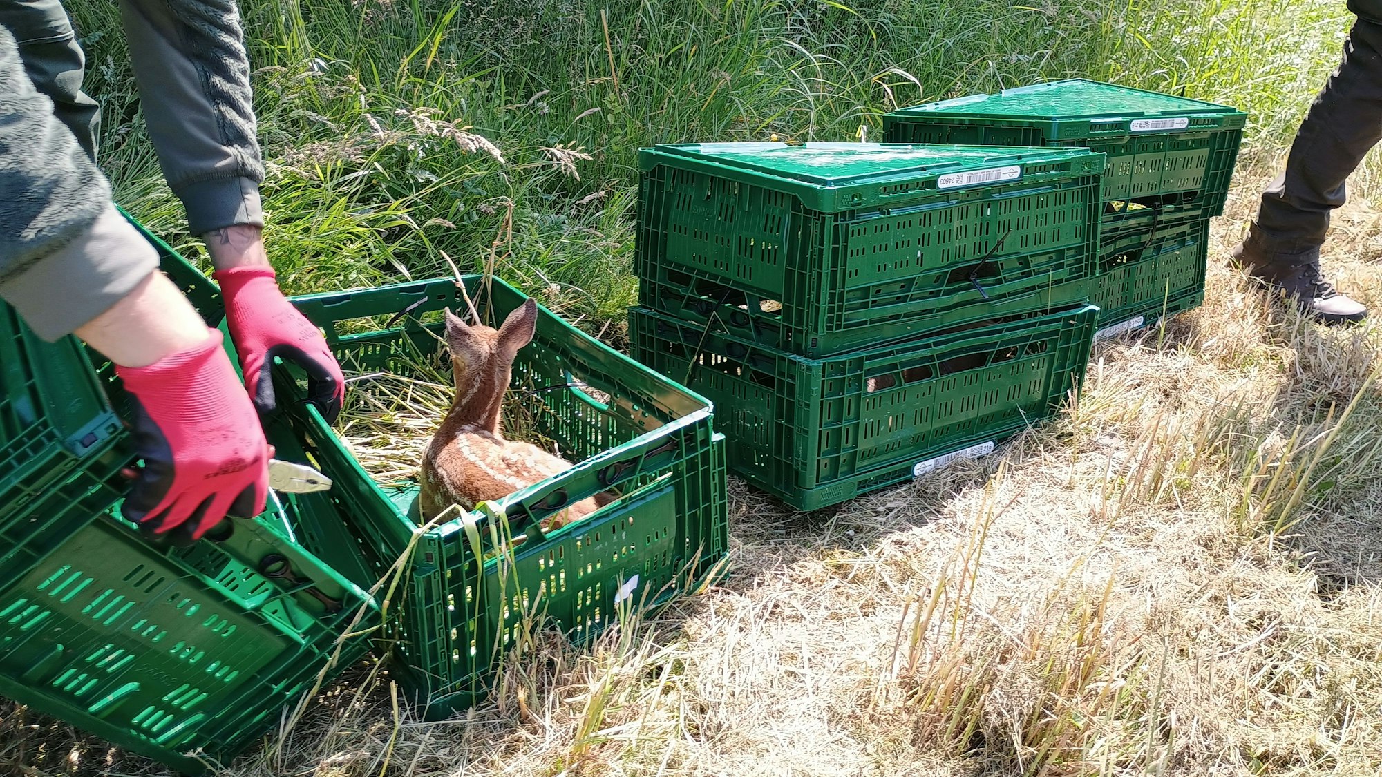 Das Bild zeigt eines der Rehkitze in der gerade geöffneten grünen Box. Daneben weitere, noch verschlossene Boxen.