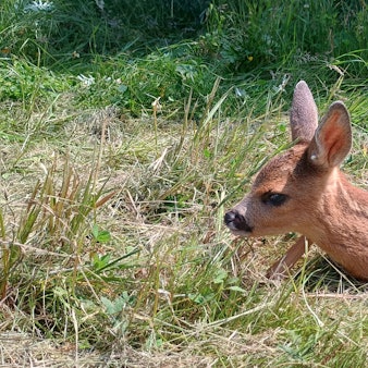 Das Bild zeigt eines der Rehkitze. Es liegt auf dem Gras.