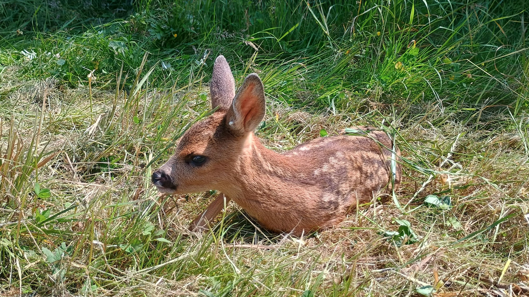 Das Bild zeigt eines der Rehkitze. Es liegt auf dem Gras.