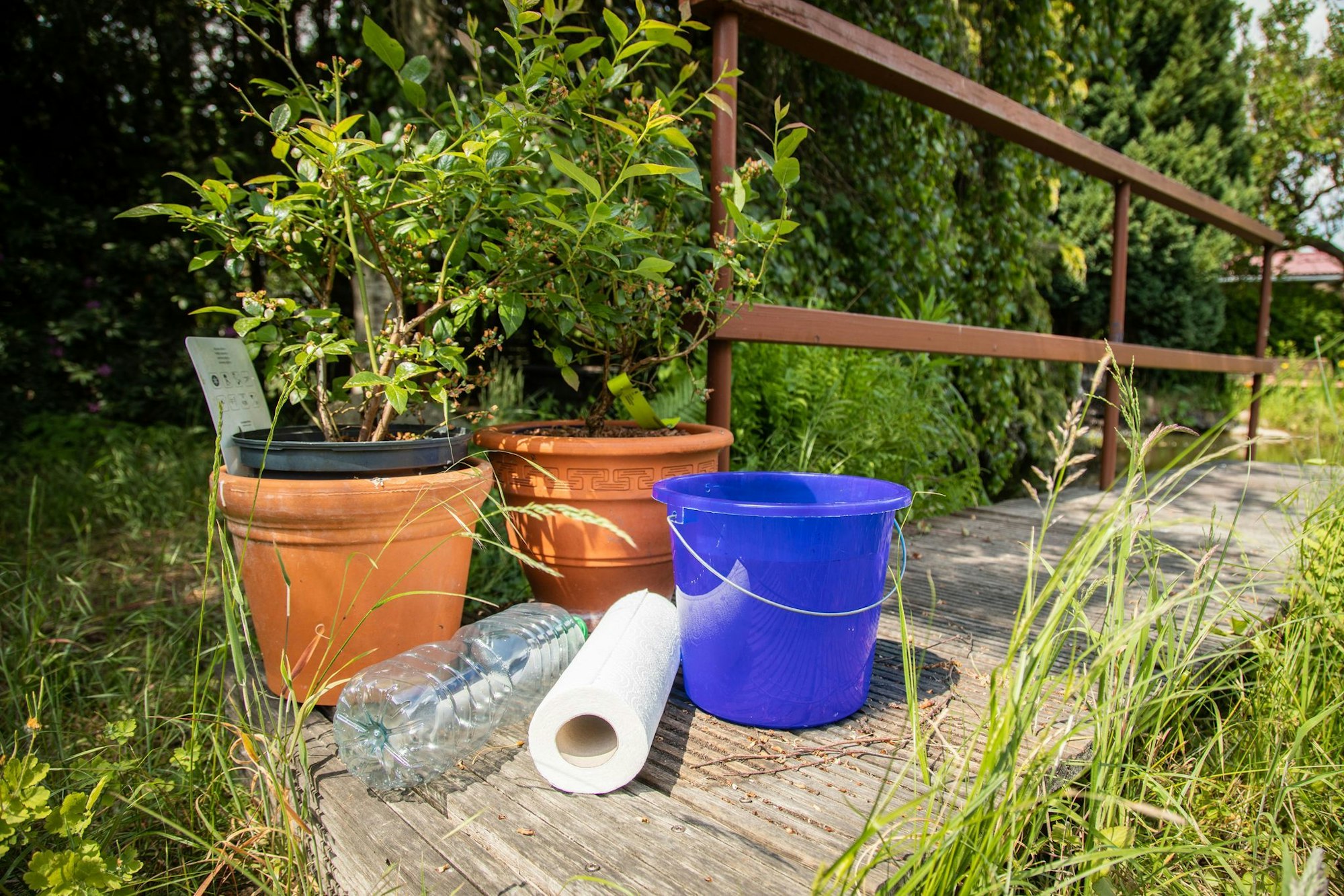 Küchenrolle oder Plastikflasche? Mit welchem Hack lassen sich Pflanzen während des Urlaubs besser bewässern?