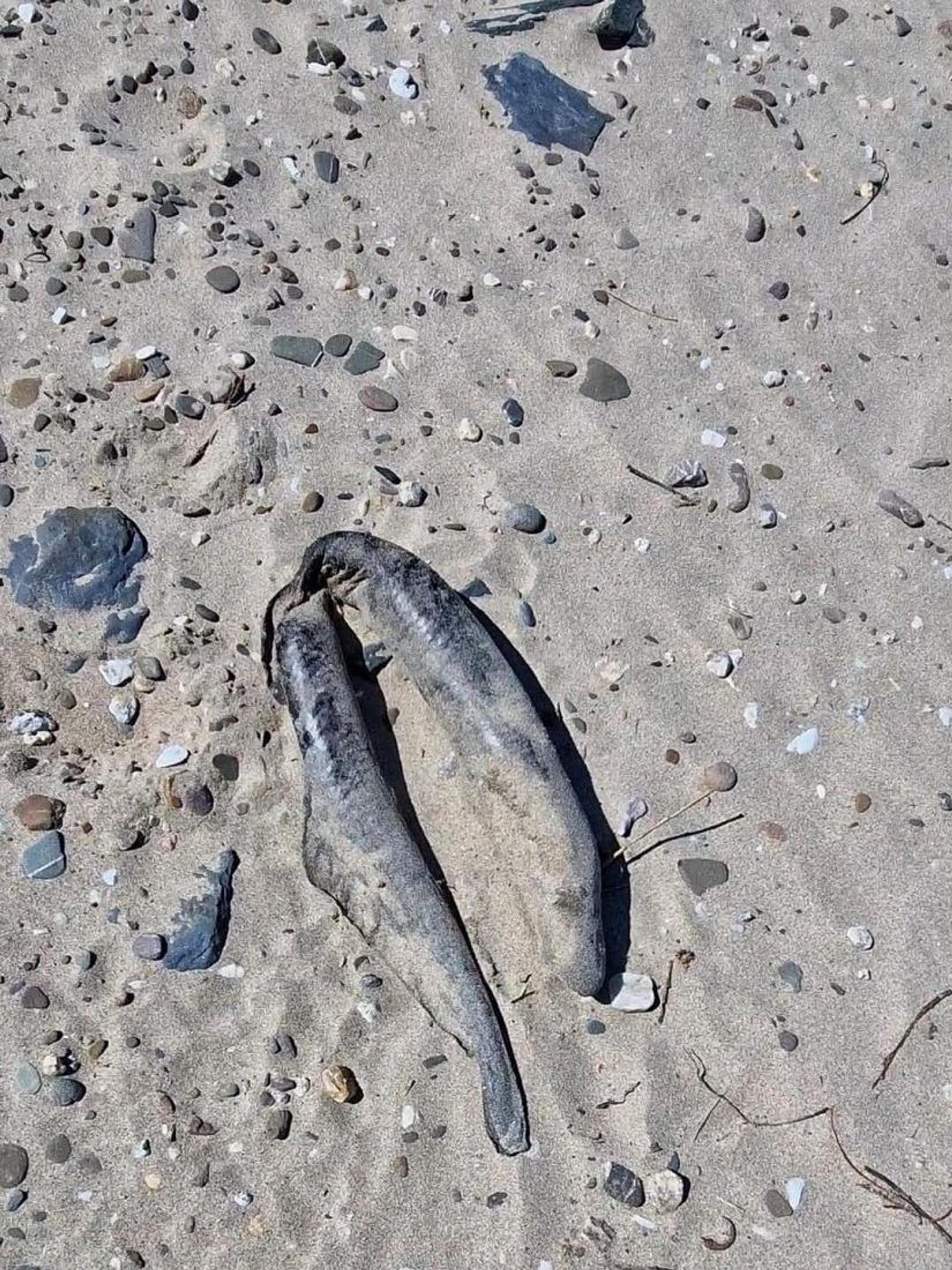 Wer einen solchen Fund am Rhein macht, sollte dies bei der NABU-Naturschutzstation melden.