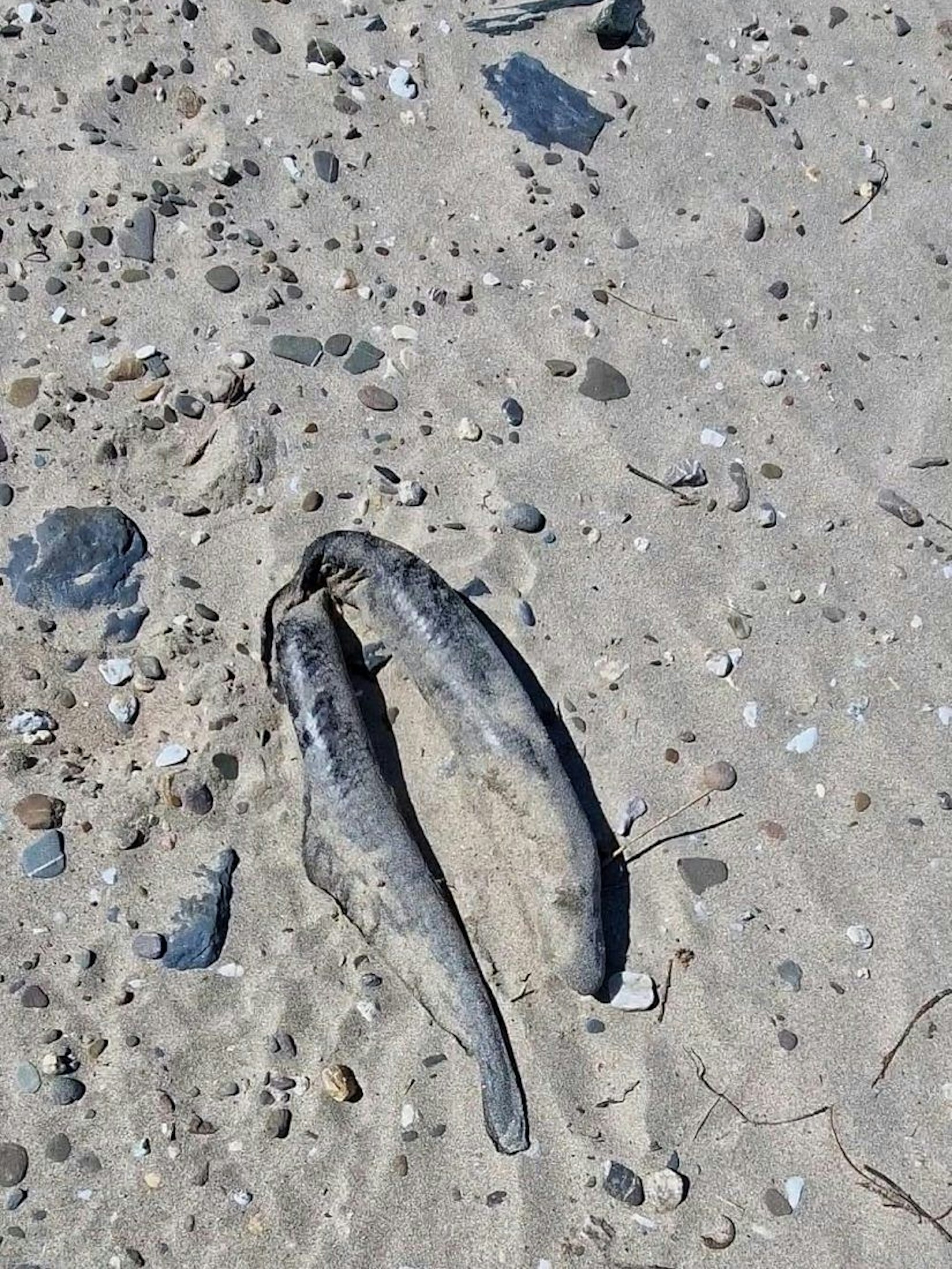 Wer einen solchen Fund am Rhein macht, sollte dies bei der NABU-Naturschutzstation melden.